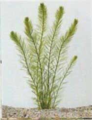 Myriophyllum-aquatica