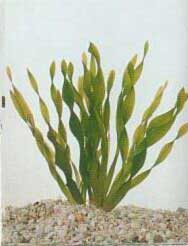 Vallisneria-tortifolia